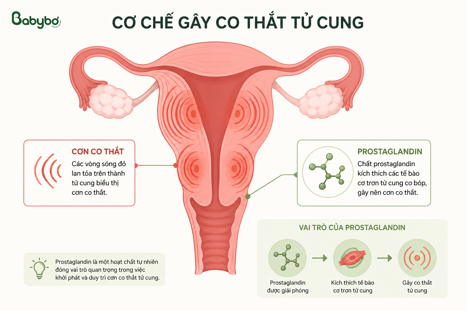 Prostaglandin làm tăng co bóp tử cung gây đau bụng kinh